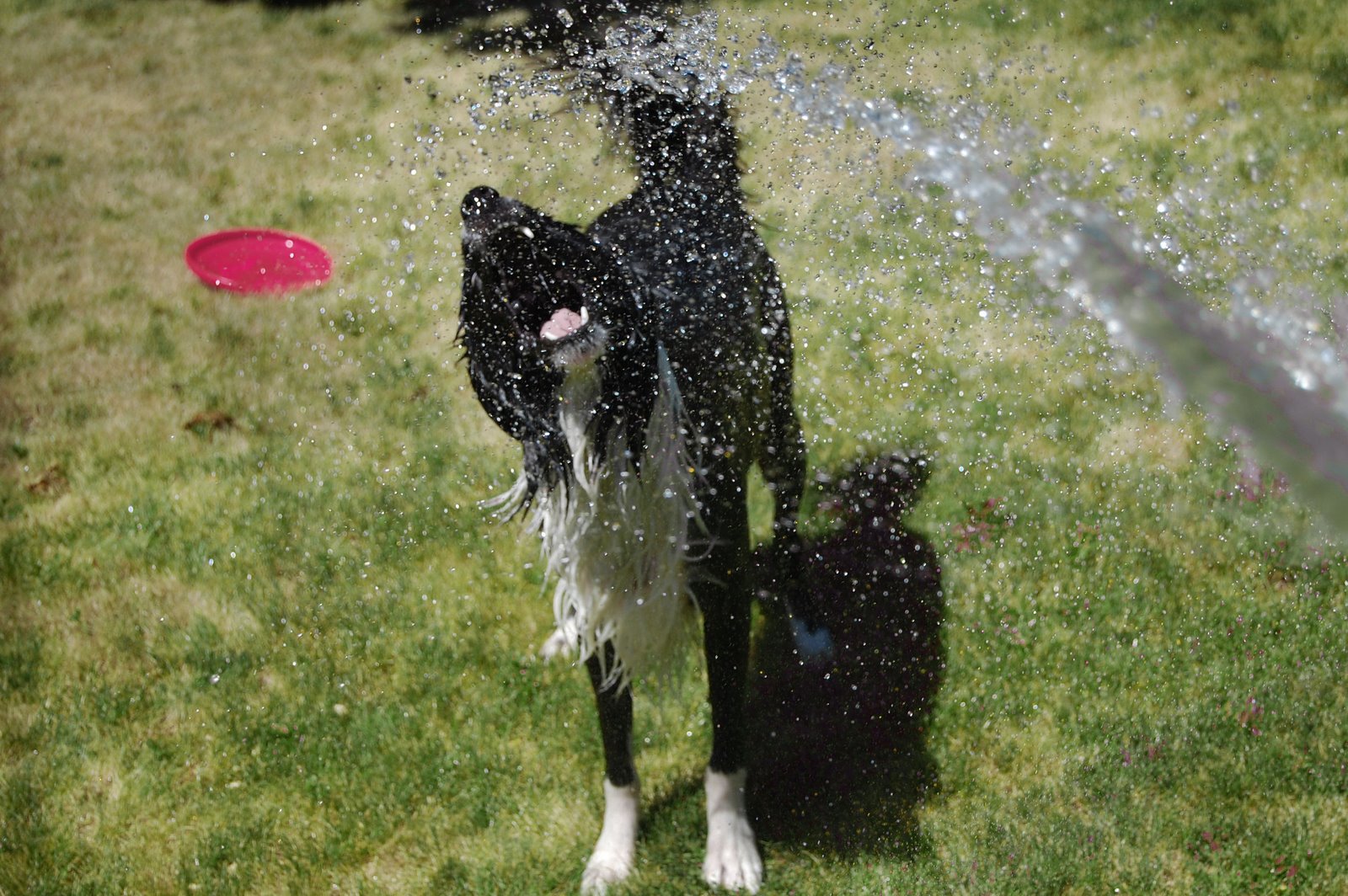 [water+dog.jpg]