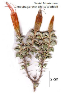 Chuquiraga rotundifolia Weddell