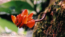 Erythrina sp. Fabaceae