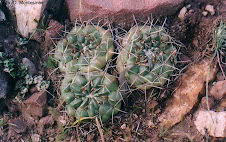 Neowerdermannia chilensis subsp. peruviana (Ritter) Ostolaza Nano