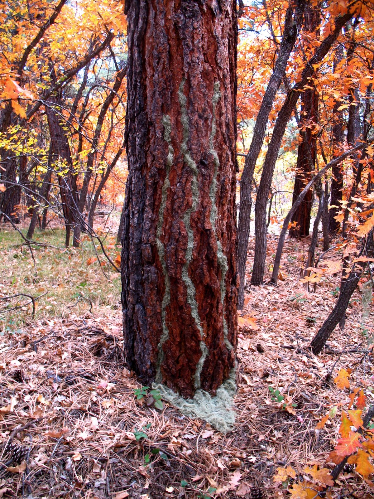 [Lichen+Tree.jpg]