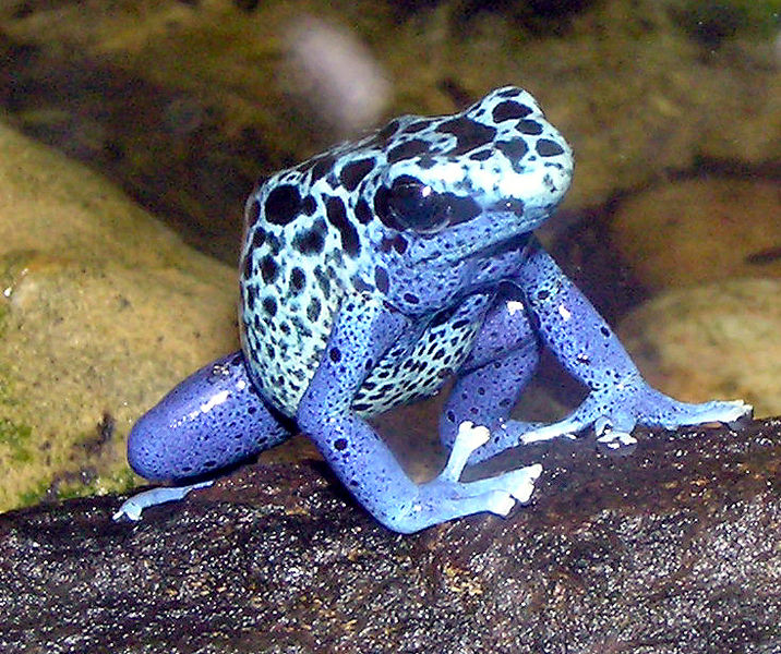[Dendrobates.azareus.Blue.poison.dart.frog.by.Arpingstone.public.domain.jpg]
