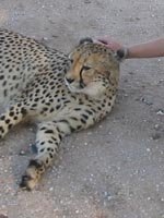 [2004-03-12+01+ojitotongwe+cheetah+farm,+namibia.jpg]