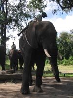[2004-03-22+21+elephant+back+safari+-+livingstone,+zambia.jpg]