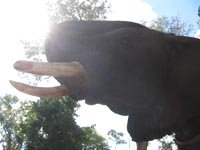 [2004-03-22+22+elephant+back+safari+-+livingstone,+zambia.jpg]
