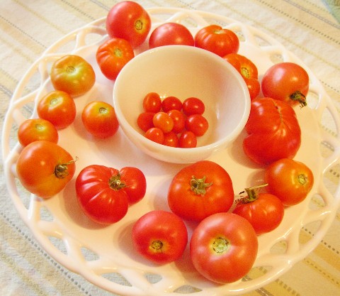 [tomatoharvest.jpg]