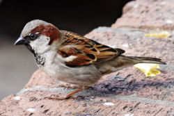 [pic,+male+house+sparrow.jpg]