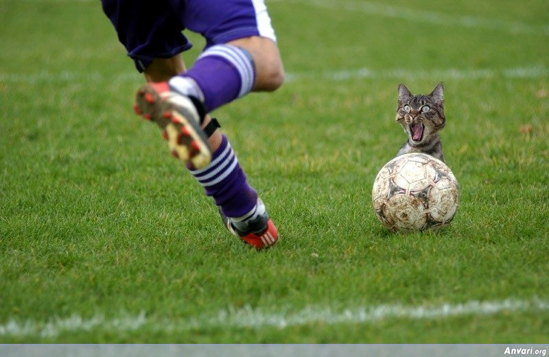 [Soccer_Cat_Kick.jpg]