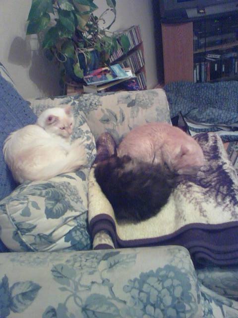 [kitties+napping+together2.jpg]