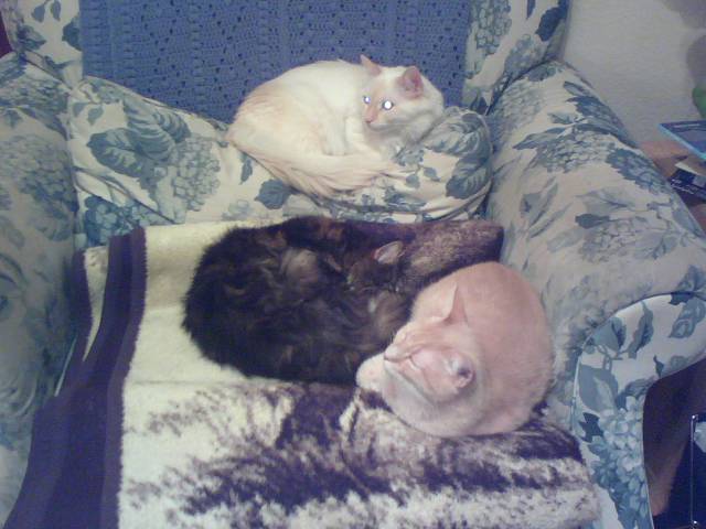 [kitties+napping+together.jpg]