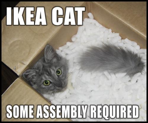 [ikea-cat-some-assembly-required.jpg]