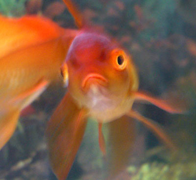 [goldfish1.jpg]