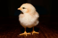[200px-Day_old_chick_black_background.jpg]