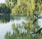 [willow+by+water.gif]