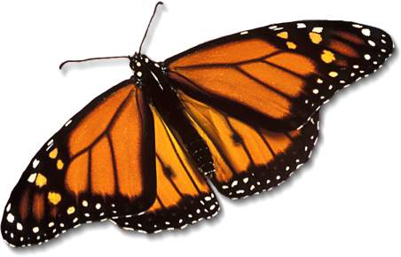 [monarch-butterfly_large.jpg]