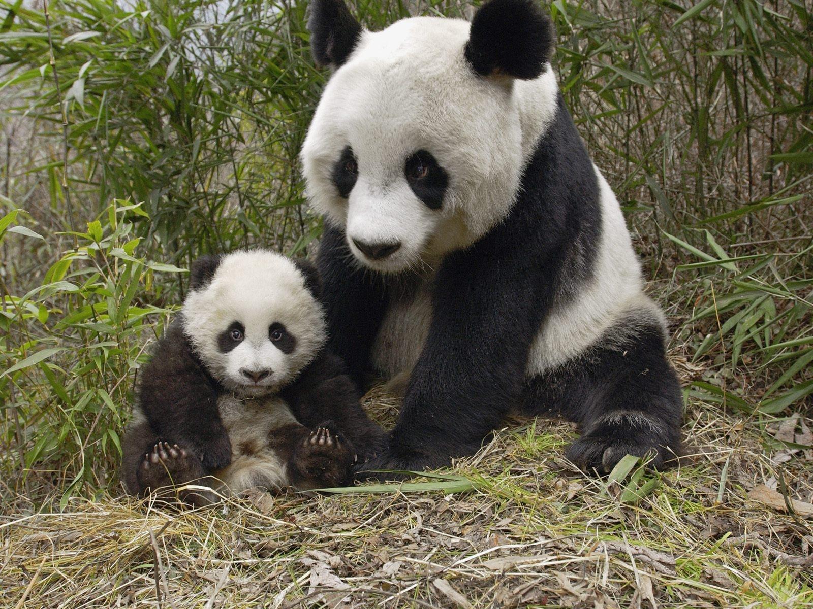 [panda-giant-baby.jpg]
