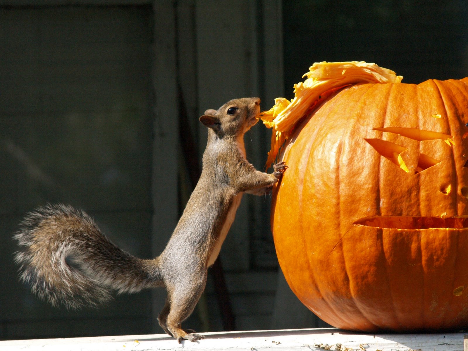 [pumpkin+squirrel.jpg]