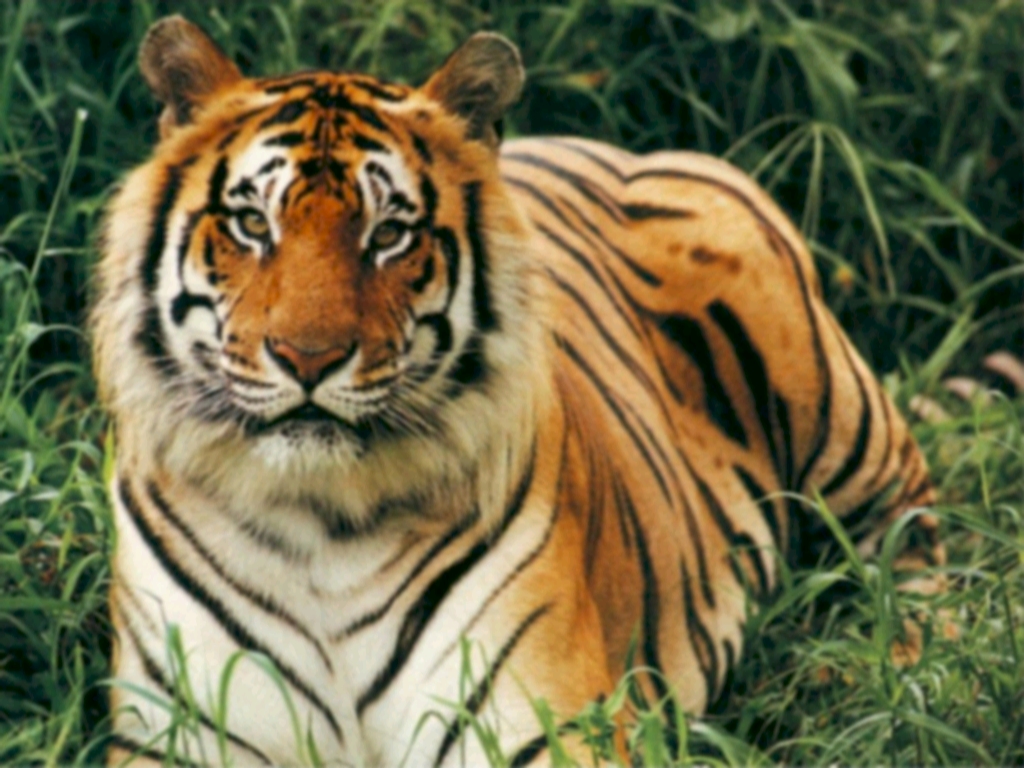 [Bengal_Tiger_1_.jpg]
