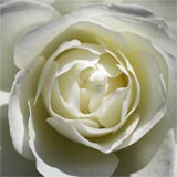 [white+rose.jpg]