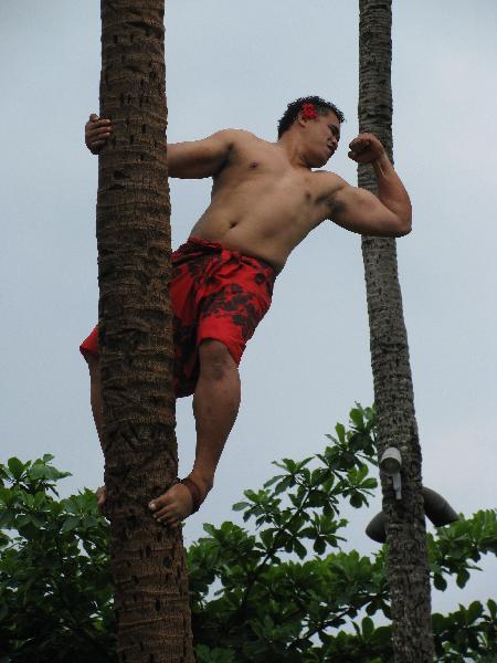 [IMG_1694+Samoan+climbing+coconut+tree+resized.jpg]