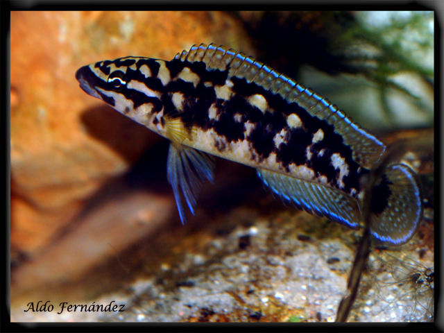 [Julidochromis+marlieri+nuevo.jpg]