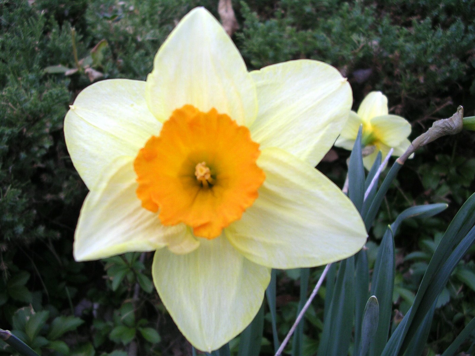 [daffodils+07+spring+0161.jpg]