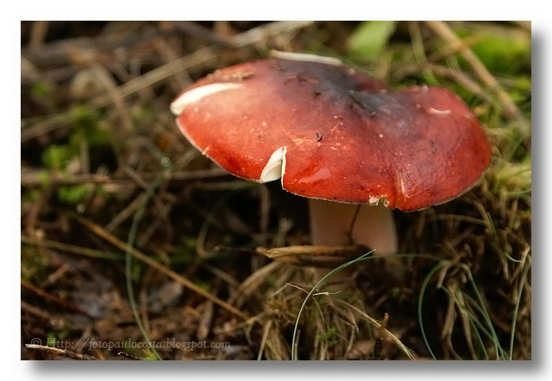 [red-mushroom.jpg]