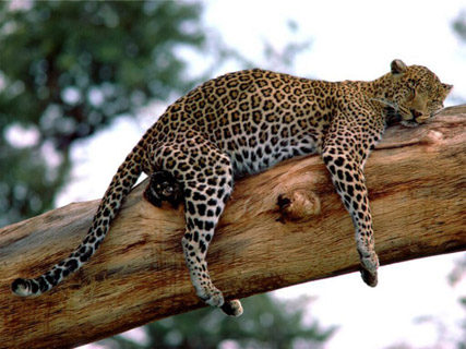 [Long+Week,+Leopard,+Tanzania.jpg]