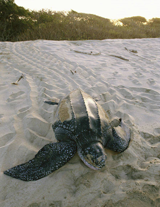 [Slow+Journey,+Leatherback+Turtle,+Costa+Rica.jpg]