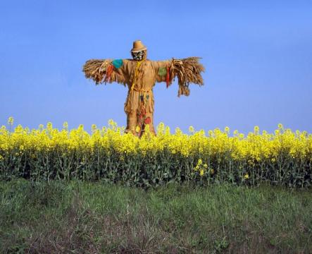 [scarecrow2_usermyth.jpg]