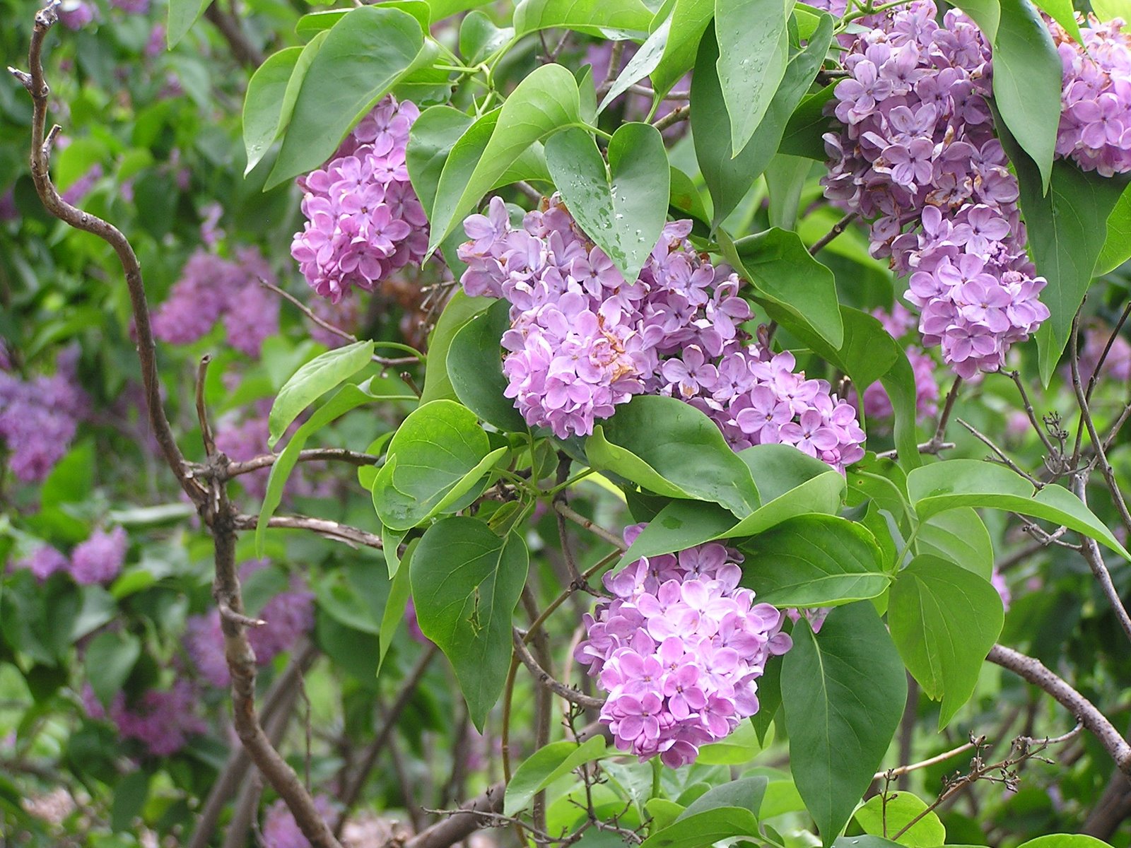 [Arboretum+Lilacs+009.jpg]