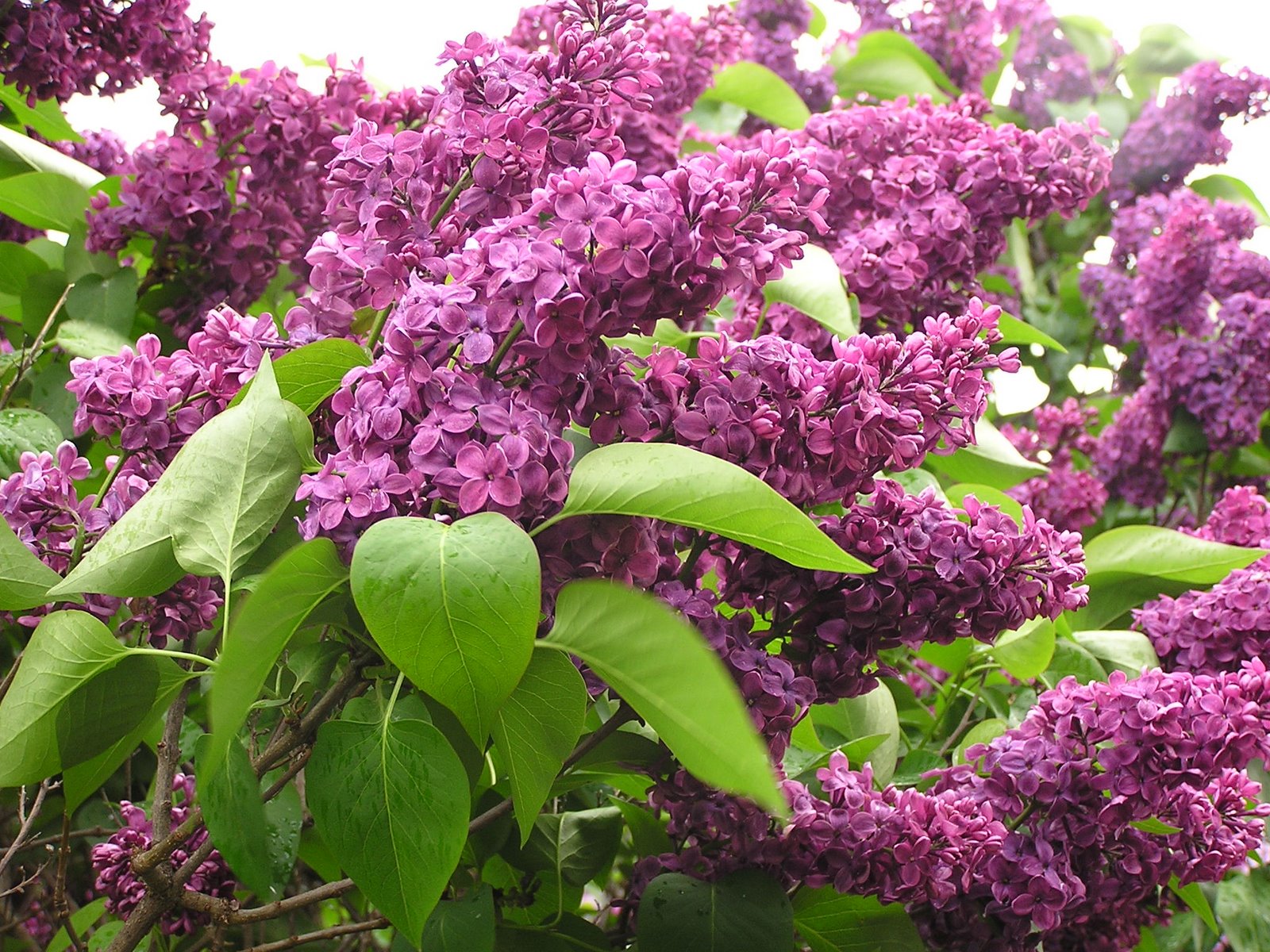 [Arboretum+Lilacs+025.jpg]