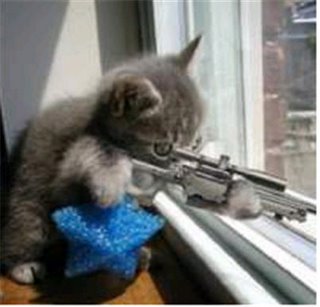 [crazy-kitten-with-gun1.jpg]