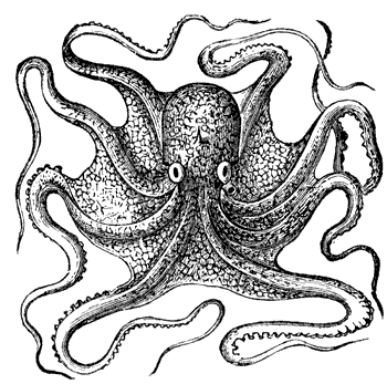 [octopus_1_md.gif]