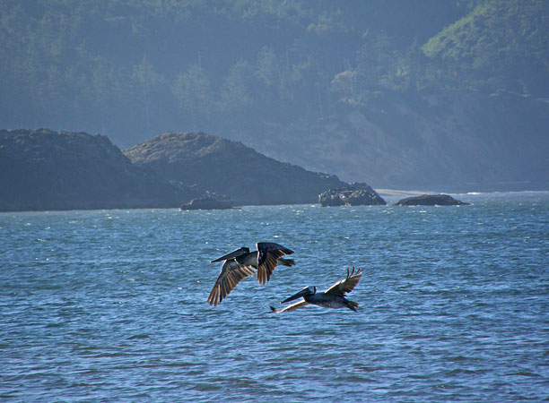 [pelicans1.jpg]
