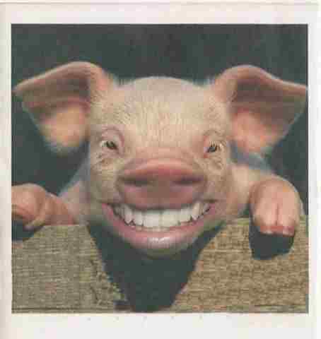 [Happy+Pig.jpg]