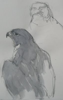 [falcon+sketch.JPG]