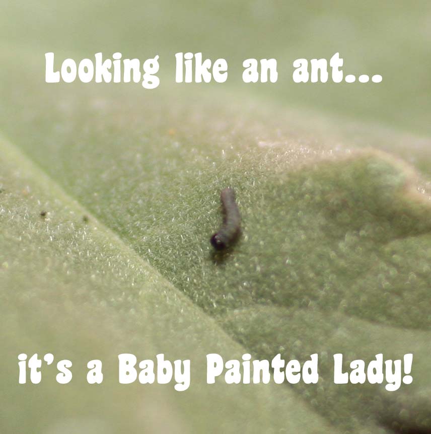 [pit+baby+on+leaf.jpg]