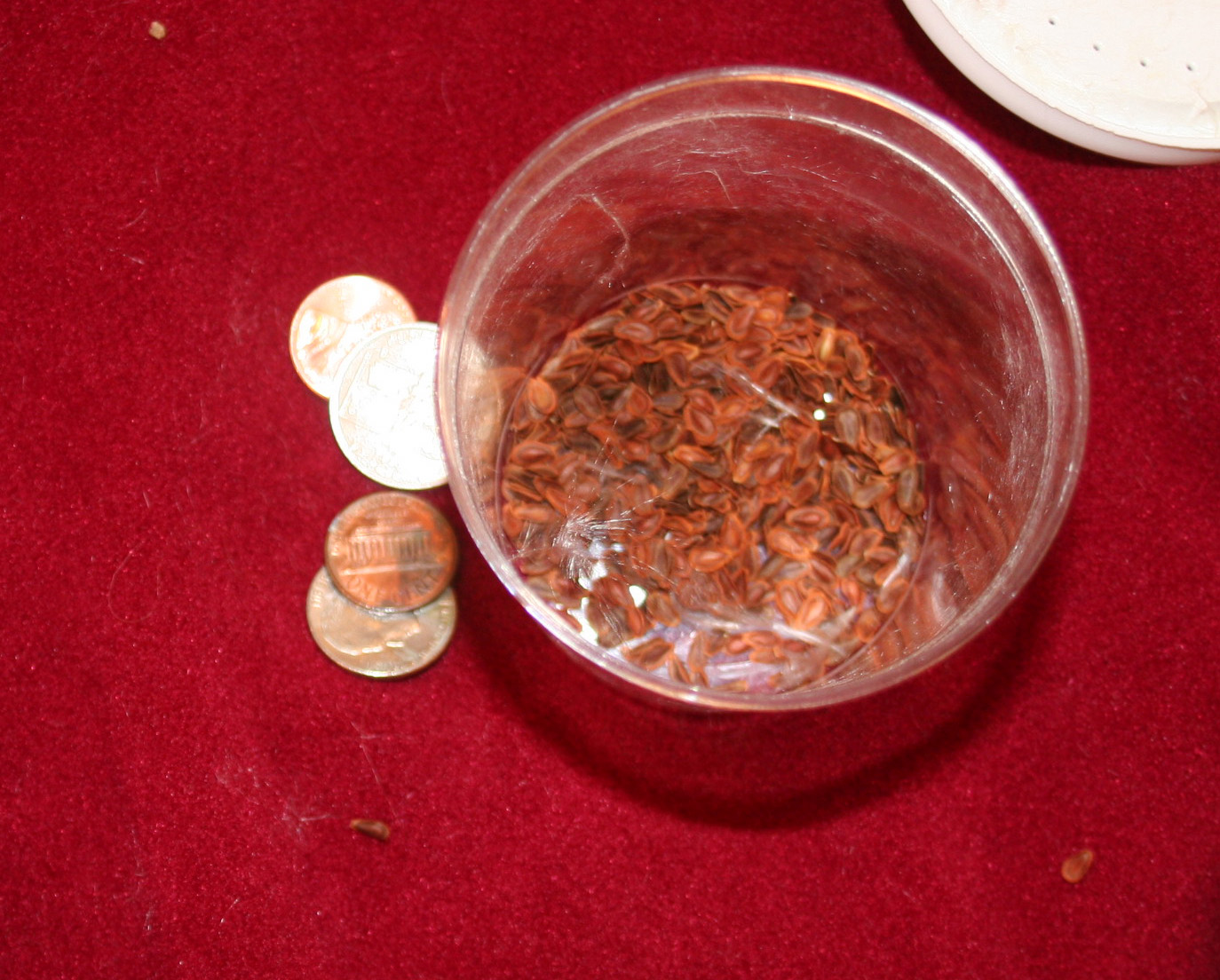 [coins+and+seeds.JPG]