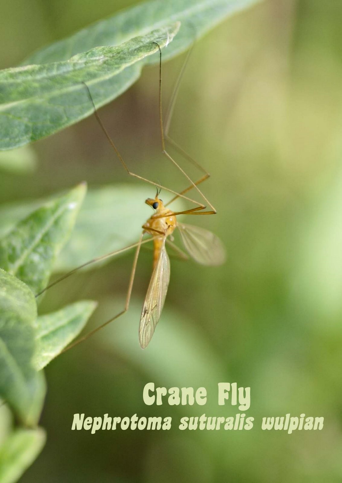 [crane+fly.jpg]