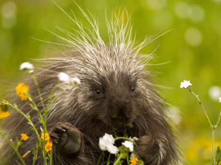[1217515956_porcupine-and-wildflowers-california.jpg]