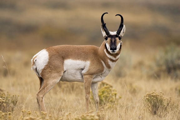 [Antelope.jpg]