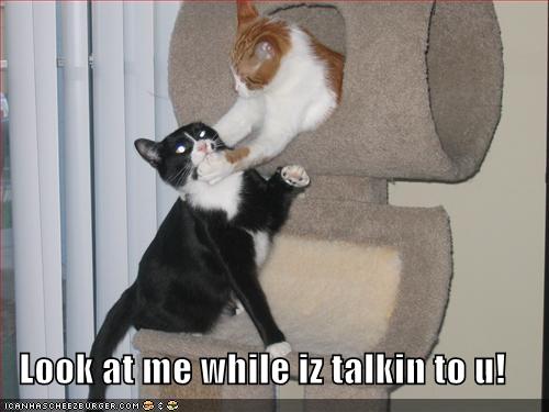 [funny-pictures-cat-chokes-cat-tree.jpg]