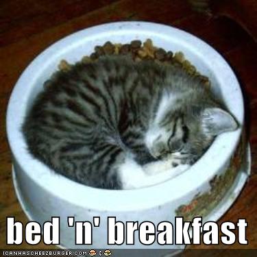 [funny-pictures-kitten-sleeps-food-bowl.jpg]