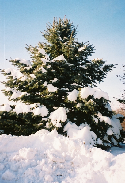 [Snow-covered_pine_trees2.JPG]