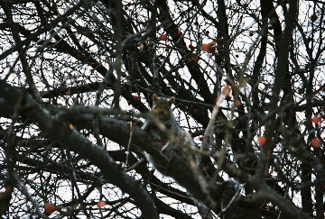[Crabapple-Squirrel_Nov2006.JPG]