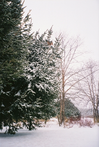 [Winter_Pines-1_2007.JPG]
