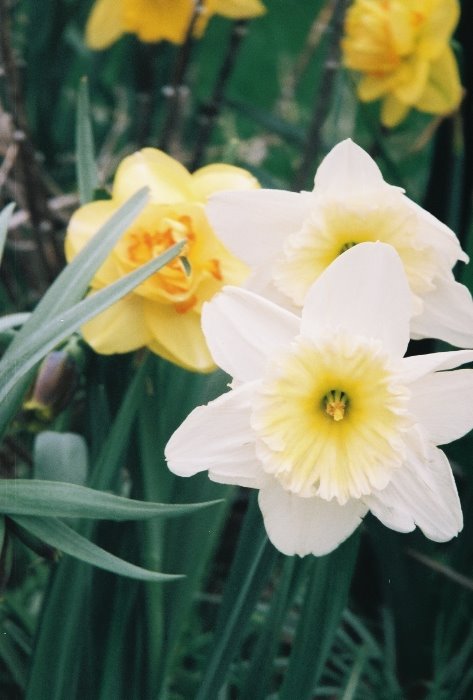 [daffodils2.JPG]