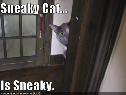 [sneaky-cat.jpg]