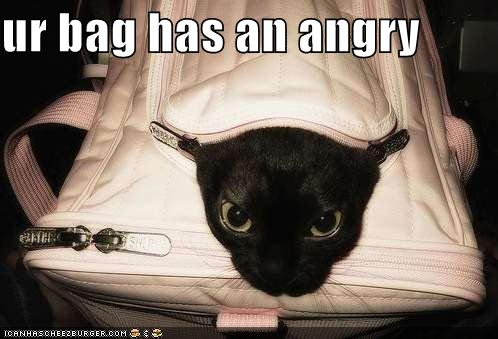 [funny-pictures-your-bag-has-an-angry.jpg]